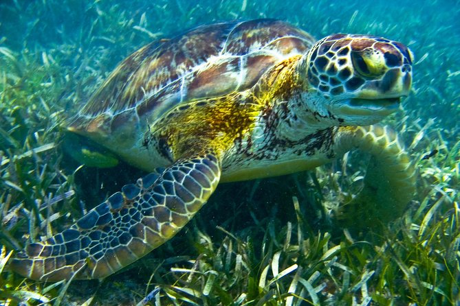 Sea Turtle and Cenotes Tour Snorkeling From Riviera Maya - Weather Considerations and Refunds