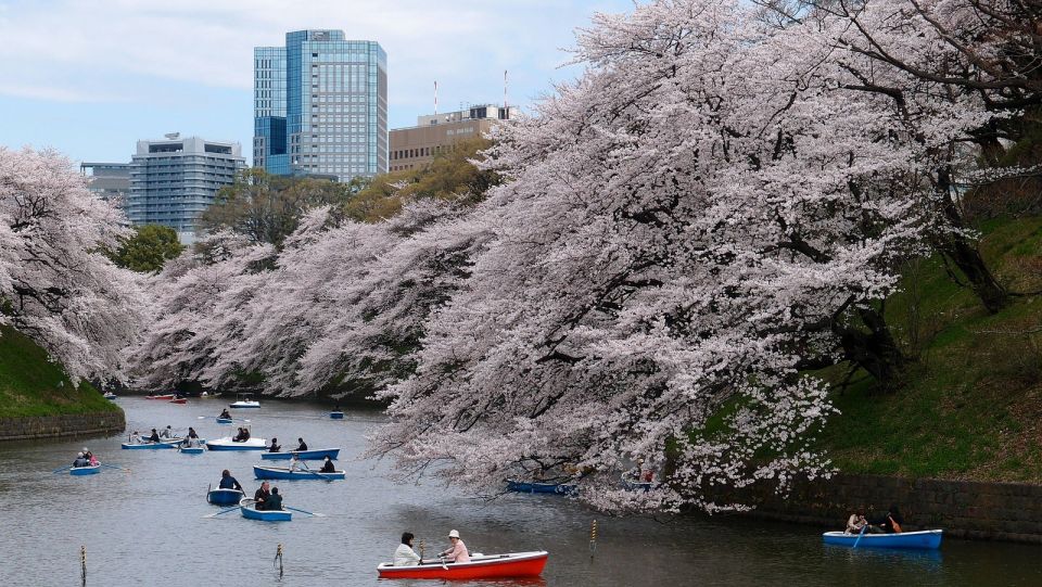 Tokyo: Private Cherry Blossom Experience - Final Words