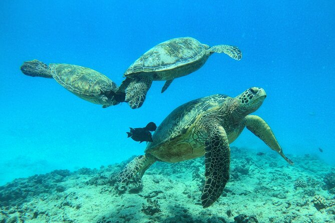 Turtle Canyon Waikiki Snorkel Adventure - Final Words