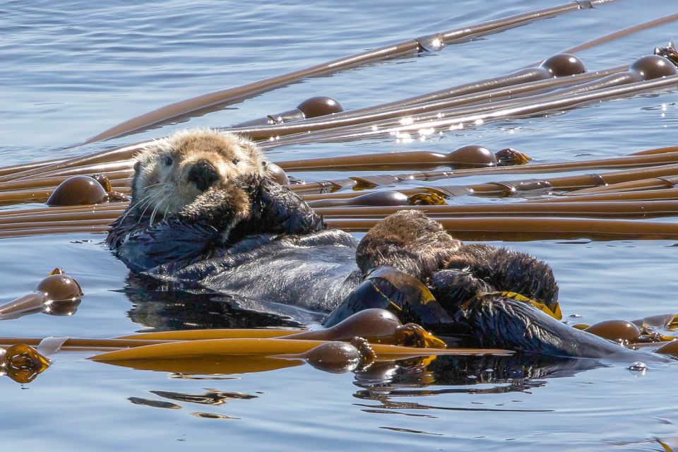 Victoria: 3-Hour Zodiac Whale-Watching Tour - Common questions