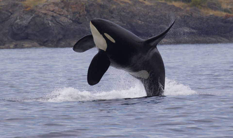 Victoria, BC: 3-Hour Ultimate Whale & Marine Wildlife Tour - Common questions