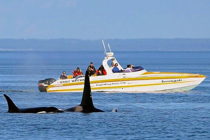 Victoria Whale and Wildlife Cruise - Operational Information and Reviews