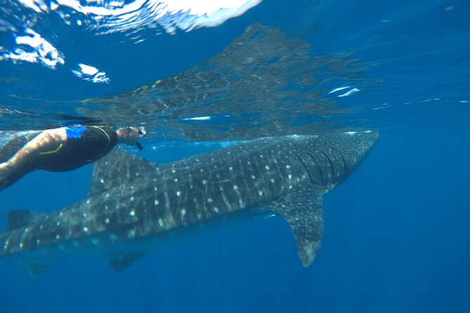 Whale Shark Tour From Holbox Island - Common questions