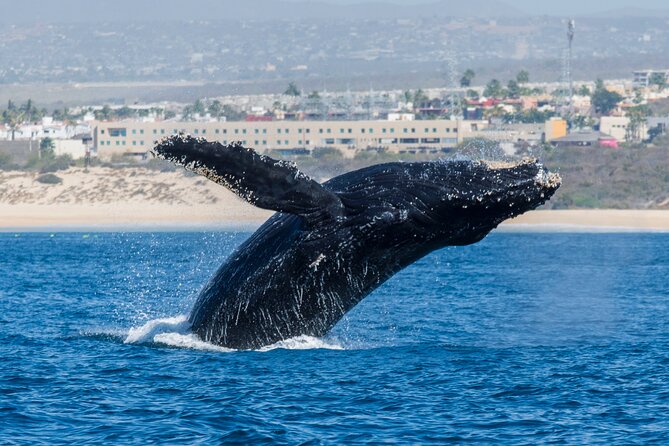 Whale Watching by Zodiac in Cabo San Lucas With Photos Included - Final Words