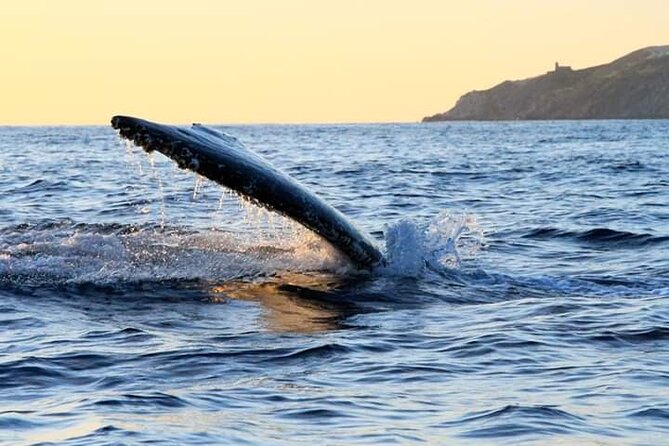 Whale Watching Tour in Los Cabos - Final Words