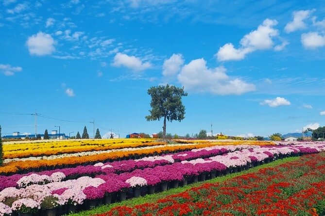 Yeoncheon Chrysanthemum Festival - Pyeongtaek Departure - Traveler Requirements and Tips