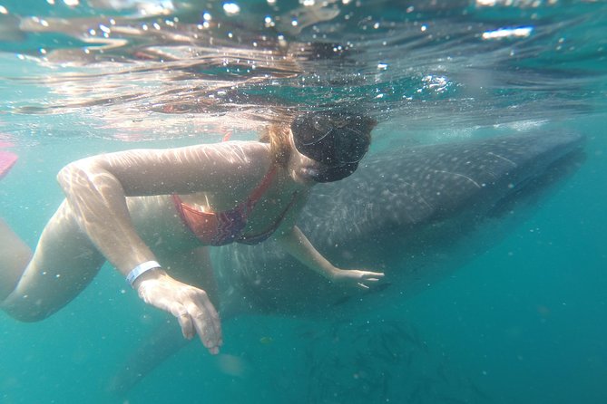 Cabo San Lucas to La Paz Whale Shark Full-Day Snorkeling Trip - Pricing and Reservations