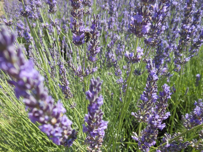From Aix-en-Provence: Lavender Day Trip to Valensole - Customer Reviews