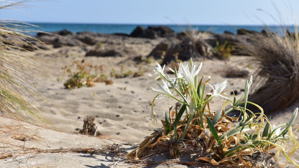 From Heraklion: Elafonisi Beach Day Tour With Pickup - Inclusions and Exclusions