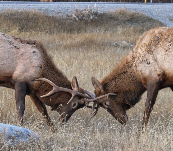 From Jasper: Jasper National Park Wildlife Discovery Tour - Wildlife Encounters