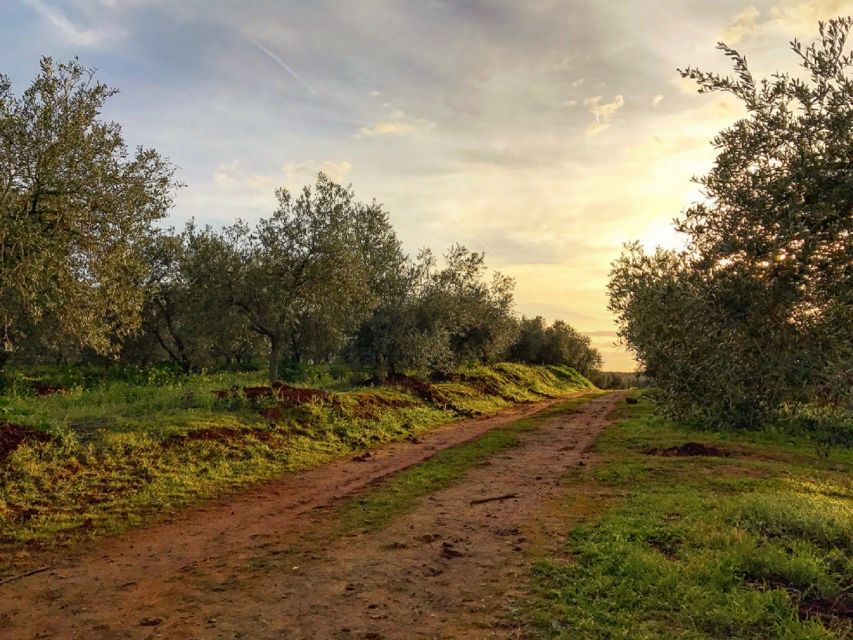 From Seville: Olive Oil Farm Tour - Final Words