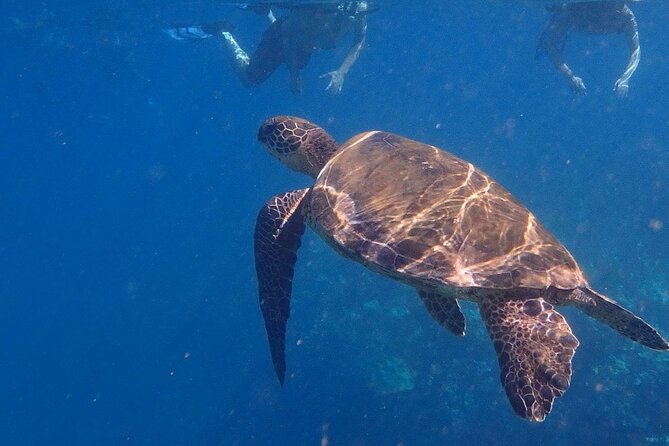 Kayak and Snorkel - South Shore Turtle - Common questions