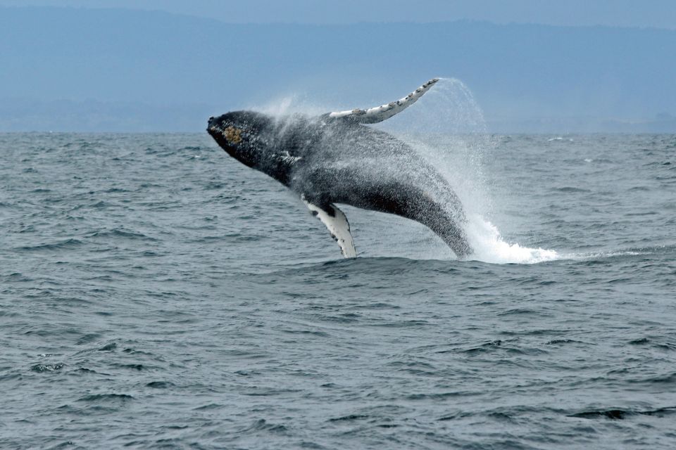 Ketchikan: Marine Wildlife and Whale Watching Boat Tour - Tour Logistics