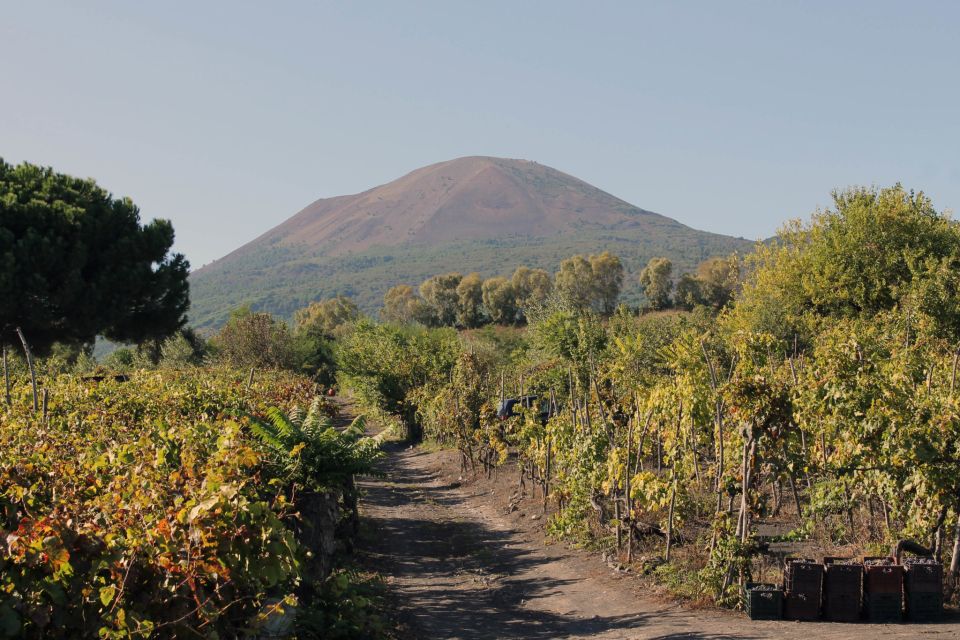 Naples: Vesuvius, Pompeii, and Vineyards Tour - Key Points