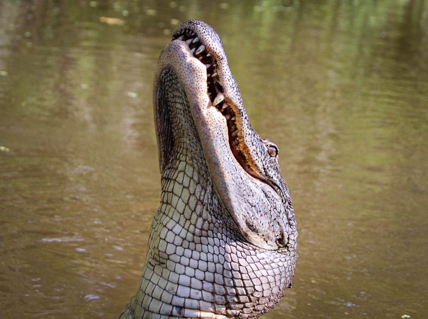 New Orleans: Discover the Surrounding Swamps by Airboat - Common questions