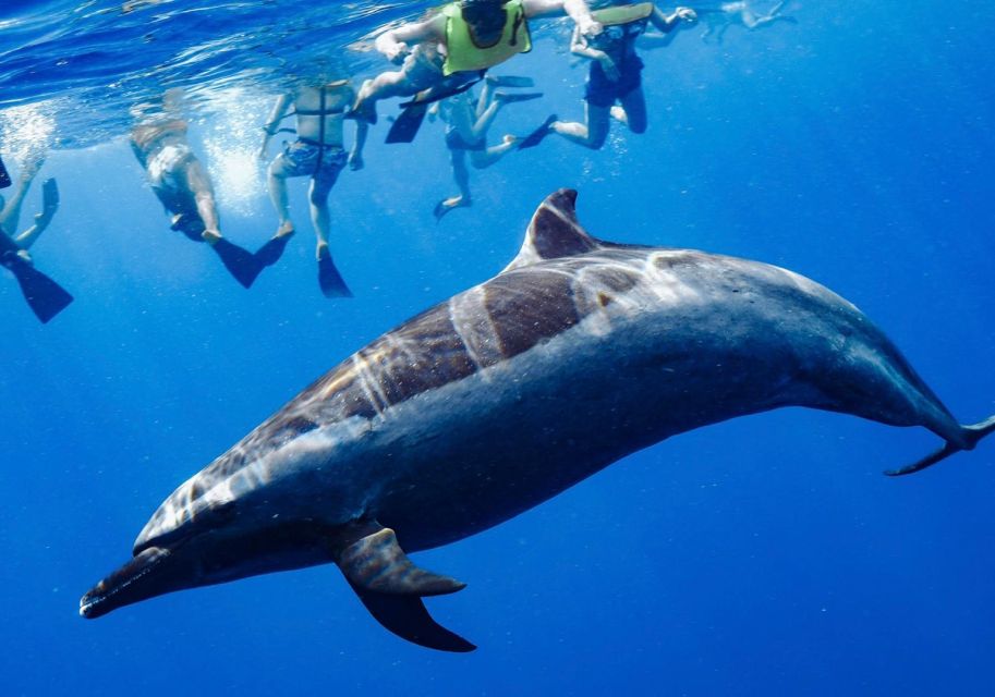 Oahu: Swim With Dolphins, Turtle Snorkel Tour and Waterslide - Transport Information