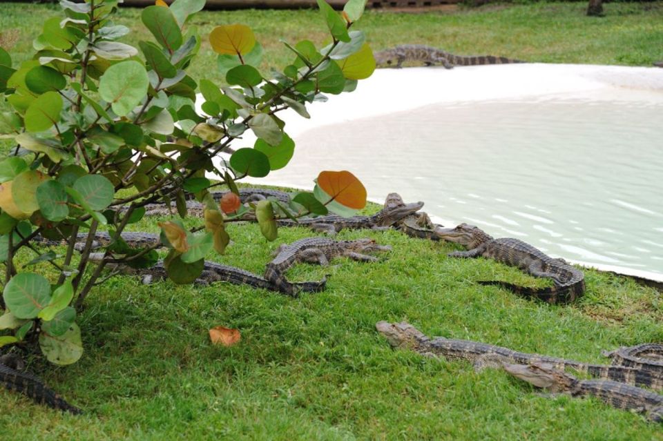 Orlando: Airboat Safari With Transportation - Final Words