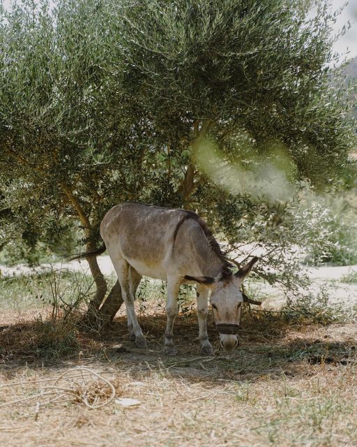 Plakias: Engaging With Cretan Earth - Creating Fresh Cretan Salads