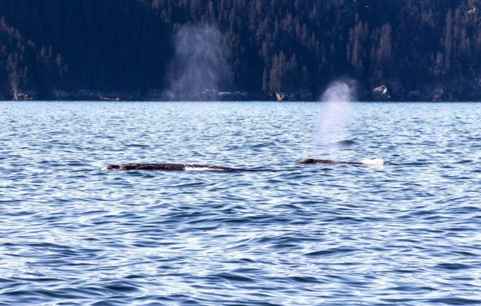 Seward: Spring Wildlife Guided Cruise With Coffee and Tea - Final Words