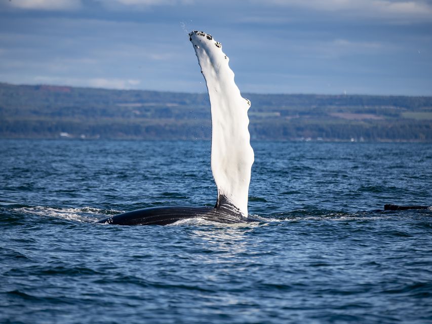 Tadoussac or Baie-Sainte-Catherine: Whale Watching Boat Tour - Final Words