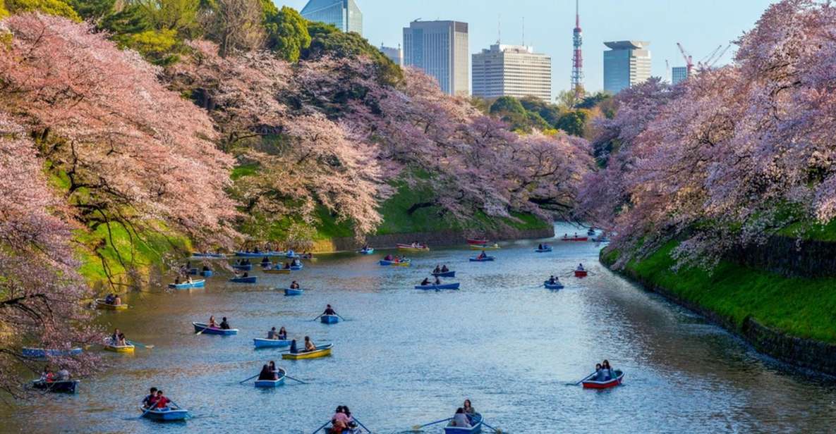 Tokyo: Private Cherry Blossom Experience - Experience Highlights