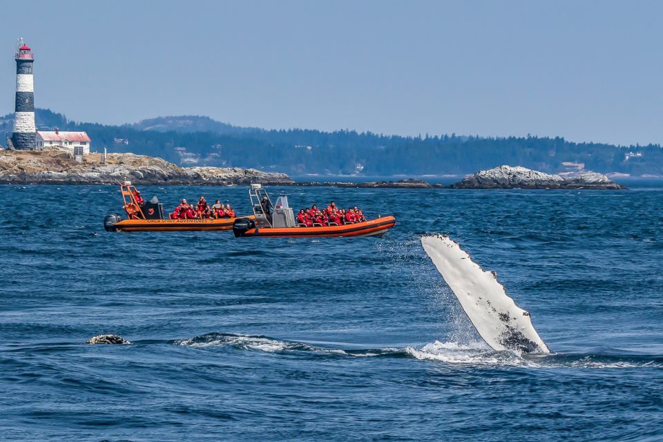 Victoria: 3-Hour Zodiac Whale-Watching Tour - Final Words