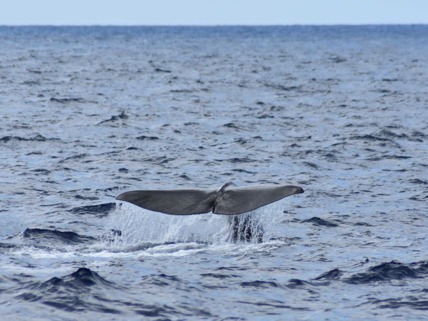 Whale and Dolphin Watching With Vila Franca Islet Visit - Directions