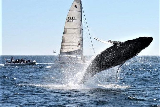 Whale Watching Tour in Los Cabos - Highlights of Experience