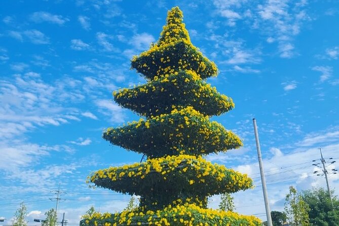Yeoncheon Chrysanthemum Festival - Pyeongtaek Departure - What to Expect and Prepare