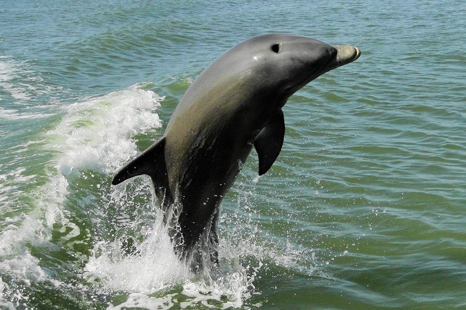 Everglades National Park Dolphin, Birding and Wildlife Boat Tour (2 Hours) - Recommendations