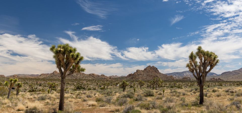Joshua Tree National Park: Self-Guided Driving Tour - Final Words