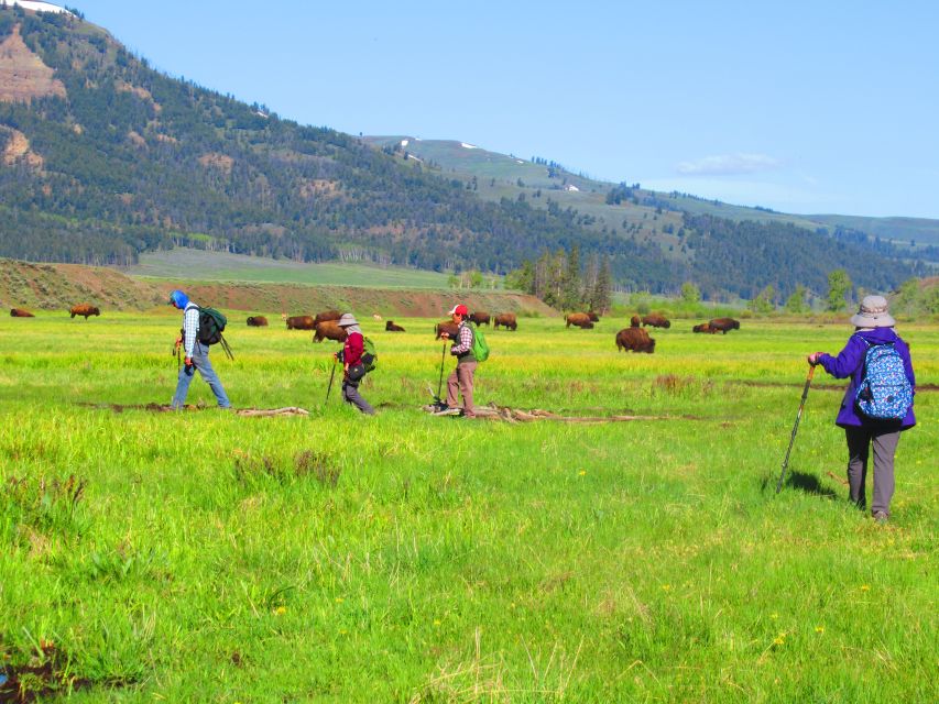 Lamar Valley: Safari Hiking Tour With Lunch - Common questions