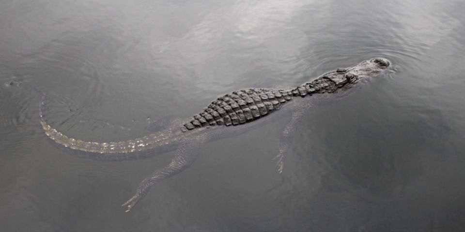 Miami: Small Group Everglades Express Tour With Airboat Ride - Common questions