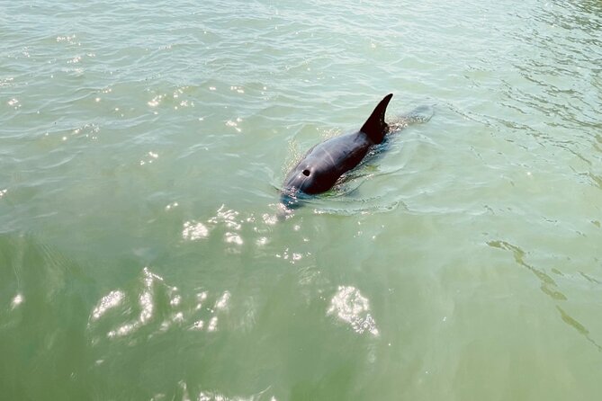 New Smyrna Dolphin and Manatee Kayak and SUP Adventure Tour - Common questions