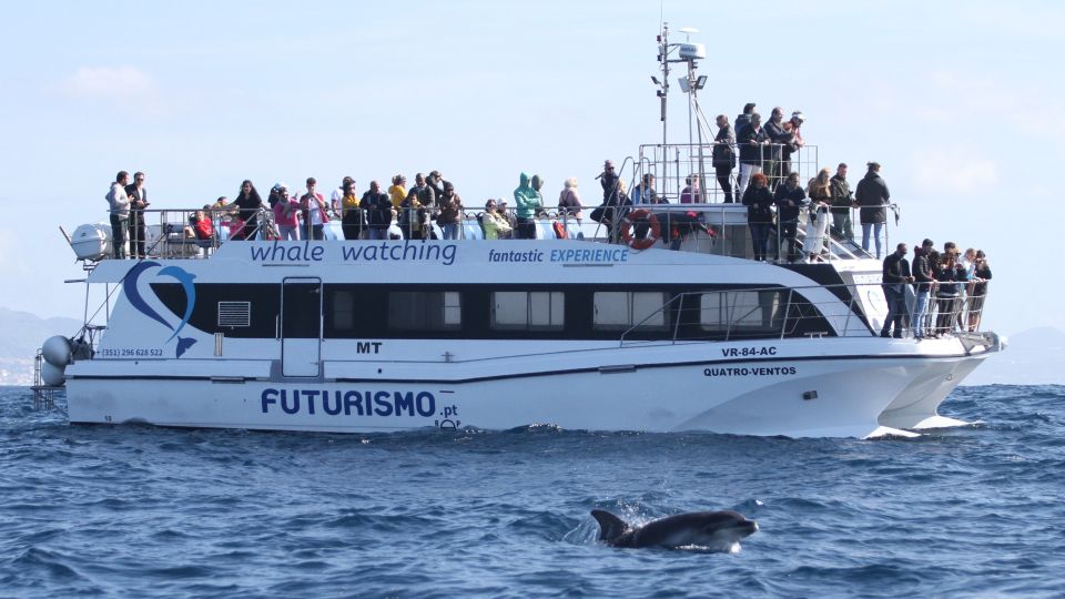 Whale and Dolphin Watching With Vila Franca Islet Visit - Common questions