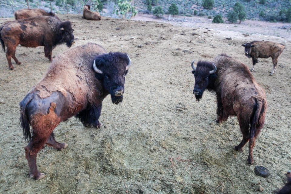 Horseback Ride Thru Joshua Tree Forest With Buffalo & Lunch - Final Words