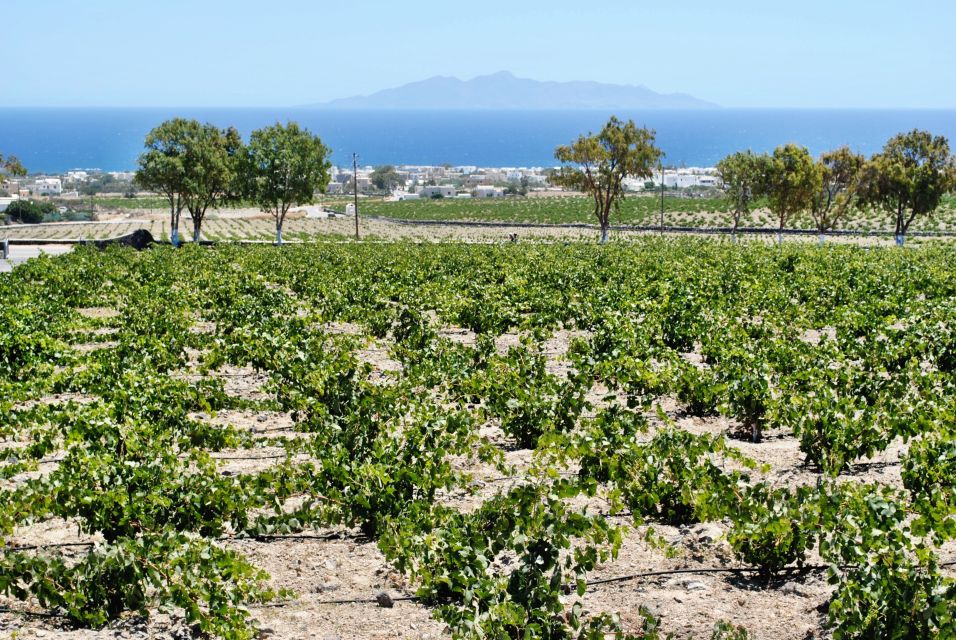 Santorini: Wine Tasting Tour & Sunset Viewing - Key Points