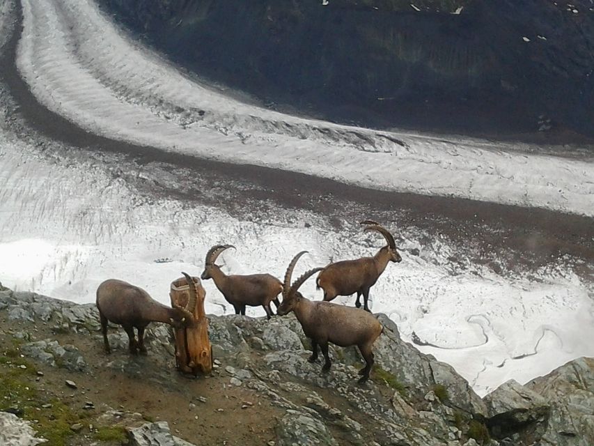 Zermatt: Village Walk and Mt. Gornergrat Private Tour - Final Words