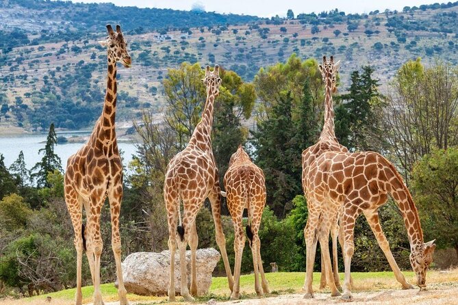 Africam Safari Experience (Private Tour) - Key Points
