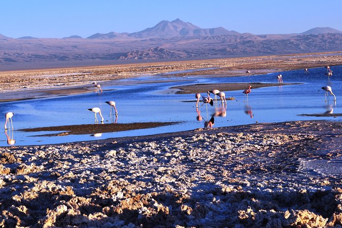 Atacama Salt Flat & Piedras Rojas Tour From San Pedro De Atacama - Customer Feedback