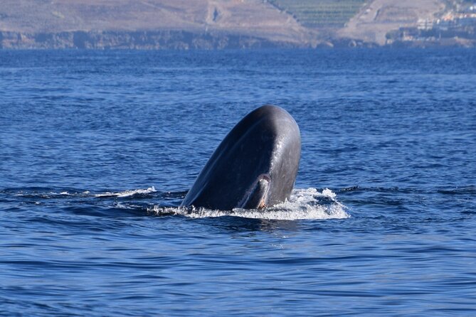 Bonadea II Ecological Whale Watching, 2 Hours - Key Points