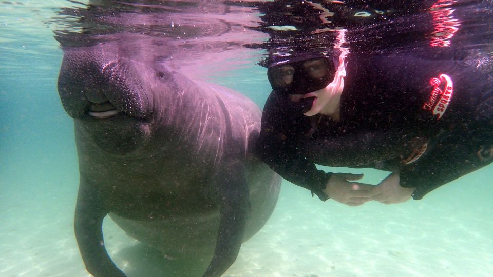 Crystal River: Snorkel With Manatees & Dolphin Airboat Trip - Activity Overview