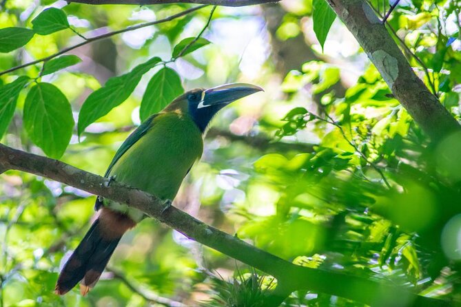 Curi-Cancha Bird-Watching Tour Semi Private - Key Points