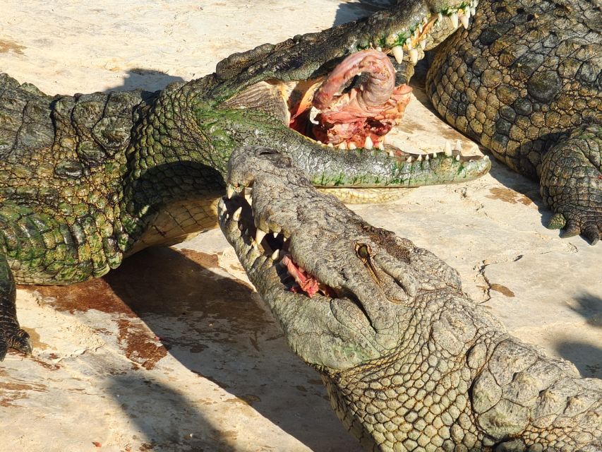 Djerba: Explore Park and Crocodile Farm With Pickup - Key Points