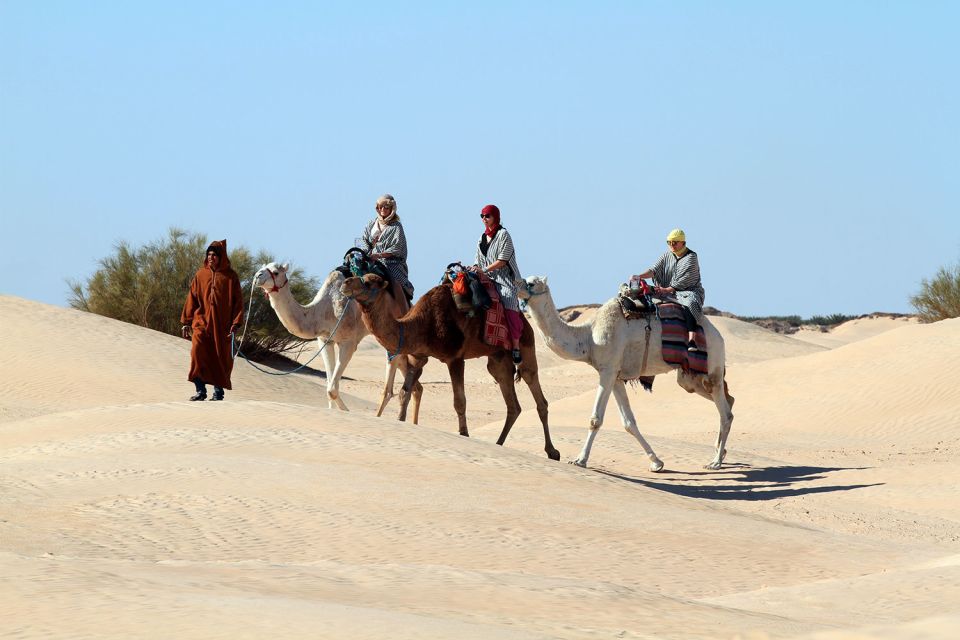 Douz: Sahara Desert Camel Trek With Lunch - Key Points