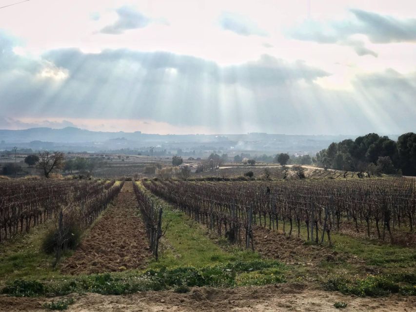 From Barcelona: Penedès Wine & Cava Tastings With Lunch - Key Points