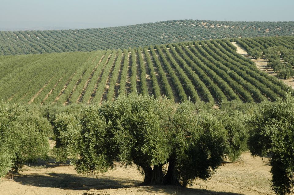 From Seville: Olive Oil Farm Tour - Key Points