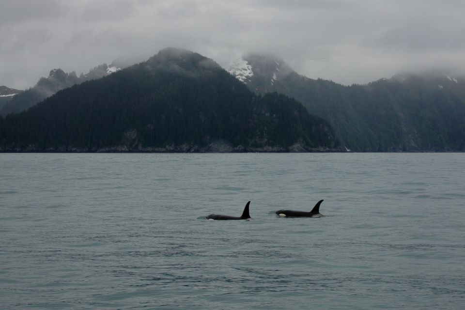 From Seward: Half-Day Resurrection Bay Wildlife Cruise Tour - Key Points