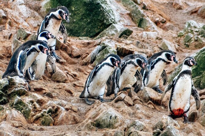 Full Day Tour From Lima: Ballestas Islands and Paracas Reserve - Tour Overview