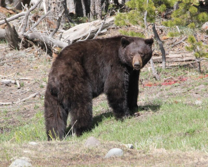 Jackson Hole: Yellowstone Lower Loop Upper Loop 2-Day Tour - Key Points